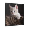 Kitten with Blue Eyes Framed Canvas