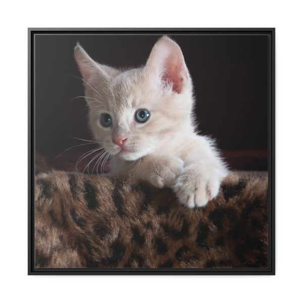 Kitten with Blue Eyes Framed Canvas