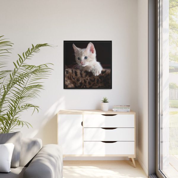 Kitten with Blue Eyes Framed Canvas