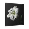 White Lily Framed Canvas
