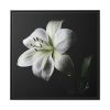 White Lily Framed Canvas