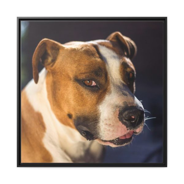 Head of the American Stafford Framed Canvas