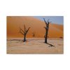91627.jpg Desolate Trees in the Sandy Desert of Deadvlei Hiking Trail Standard Canvas