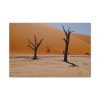 91630.jpg Desolate Trees in the Sandy Desert of Deadvlei Hiking Trail Standard Canvas