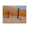 91631.jpg Desolate Trees in the Sandy Desert of Deadvlei Hiking Trail Standard Canvas