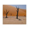 91632.jpg Desolate Trees in the Sandy Desert of Deadvlei Hiking Trail Standard Canvas