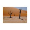 91633.jpg Desolate Trees in the Sandy Desert of Deadvlei Hiking Trail Standard Canvas