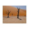 91637.jpg Desolate Trees in the Sandy Desert of Deadvlei Hiking Trail Standard Canvas