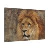 91638.jpg Beautiful Lion's Head Standard Canvas