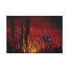 Butterfly on Nature Plant Grass Standard Canvas