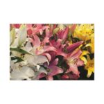 Lilies Flower  Standard Canvas - Image 2
