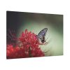 Butterfly on Red Flower Standard Canvas