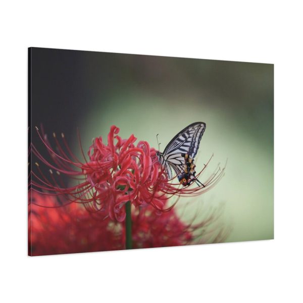 Butterfly on Red Flower Standard Canvas