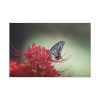 Butterfly on Red Flower Standard Canvas