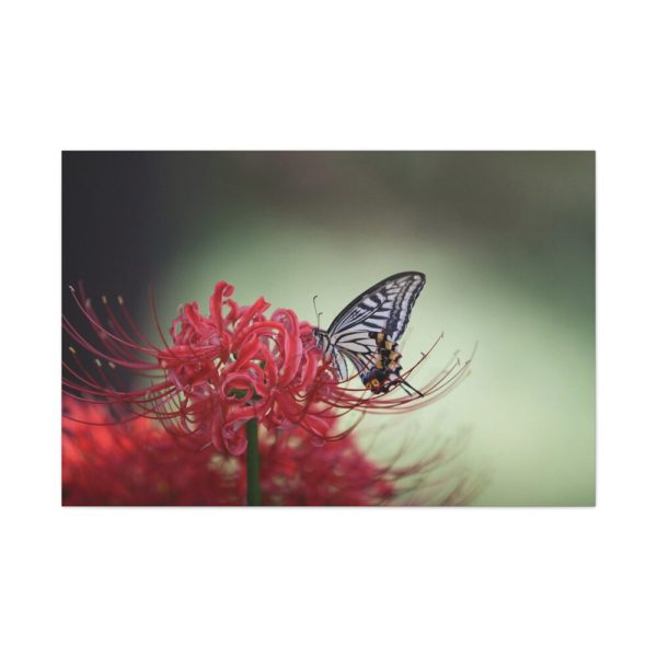 Butterfly on Red Flower Standard Canvas