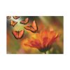 91638-126.jpg Butterfly on Orange Flower Standard Canvas