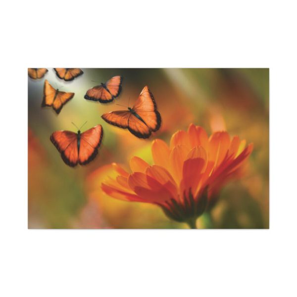 91638-126.jpg Butterfly on Orange Flower Standard Canvas