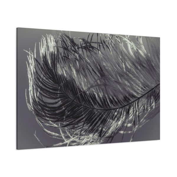 Bird Feather Standard Canvas