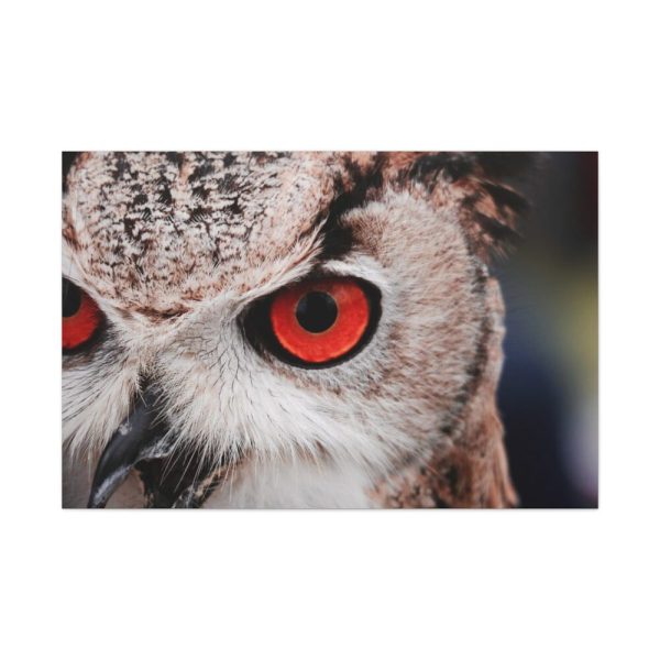 91638-1374.jpg Eye of Owl Standard Canvas