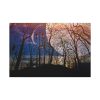Full Moon and Forest Night Darkness Standard Canvas