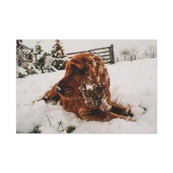 91638-161.jpg Dog Lying on Snow Standard Canvas