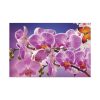 Orchids Flowers Standard Canvas