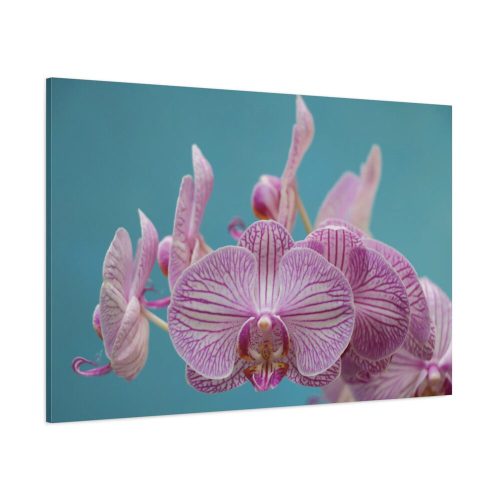 Purple Orchid  Standard Canvas