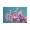 91638-176.jpg Purple Orchid Standard Canvas