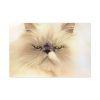 91638-191.jpg Angry Persian Cat Standard Canvas