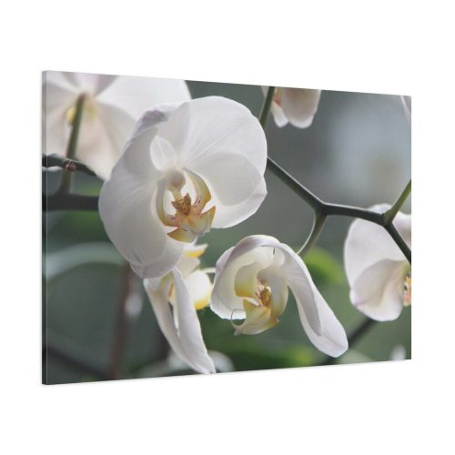 White Orchid Standard Canvas