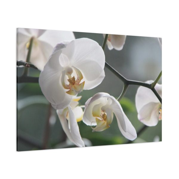 White Orchid Standard Canvas