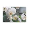 White Orchid Standard Canvas