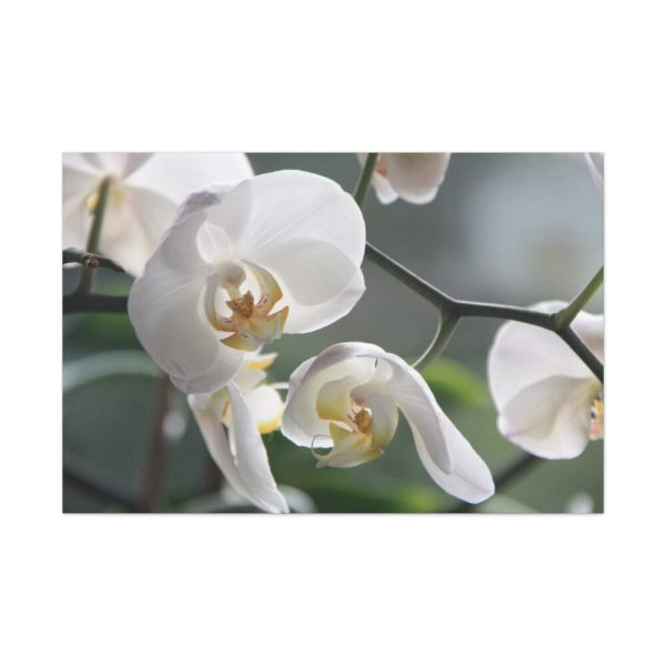 White Orchid Standard Canvas
