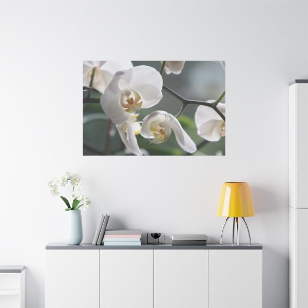 White Orchid Standard Canvas