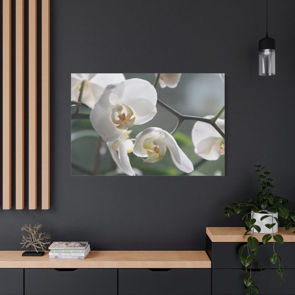 White Orchid Standard Canvas