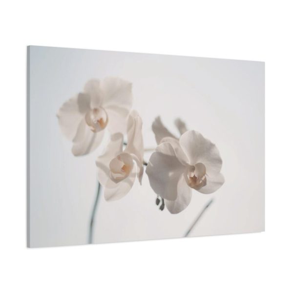 Beautiful White Orchid Standard Canvas