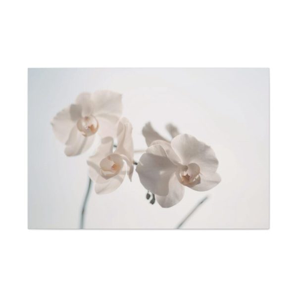 Beautiful White Orchid Standard Canvas