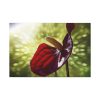 Red Lily Standard Canvas