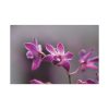 Macro Flower Plant Standard Canvas