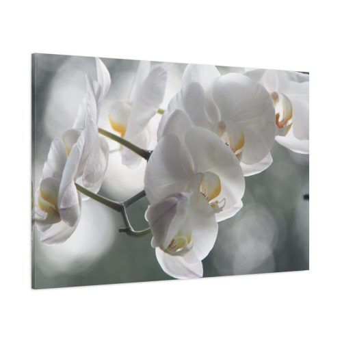 Orchids Elegant  Standard Canvas