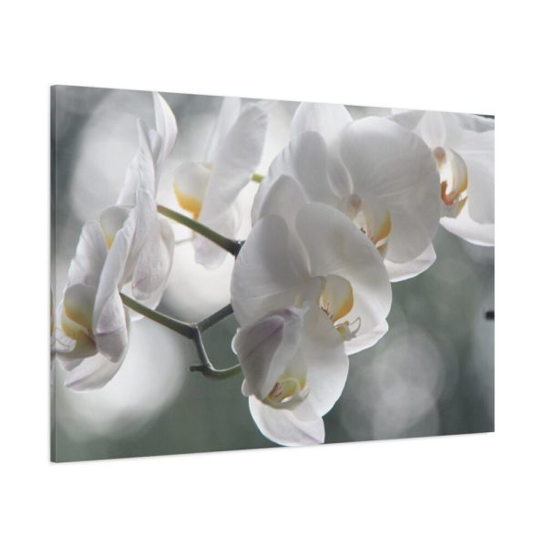 Orchids Elegant  Standard Canvas