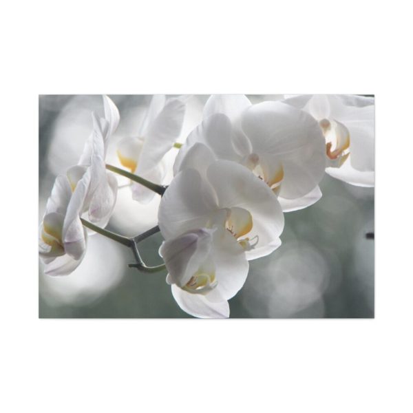 Orchids Elegant  Standard Canvas