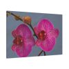 91638-235.jpg Pink Moth Orchid Standard Canvas