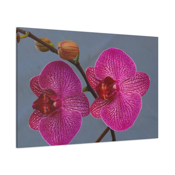 91638-235.jpg Pink Moth Orchid Standard Canvas