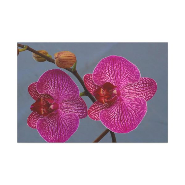 91638-236.jpg Pink Moth Orchid Standard Canvas