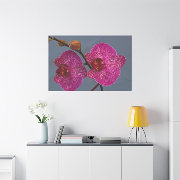 91638-237.jpg Pink Moth Orchid Standard Canvas