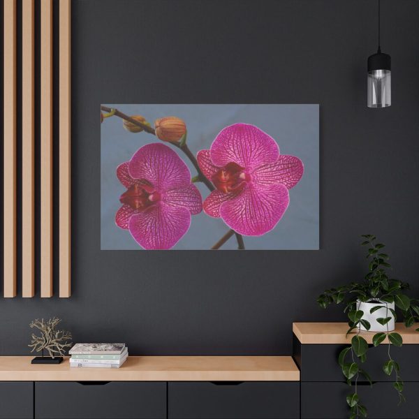 91638-238.jpg Pink Moth Orchid Standard Canvas