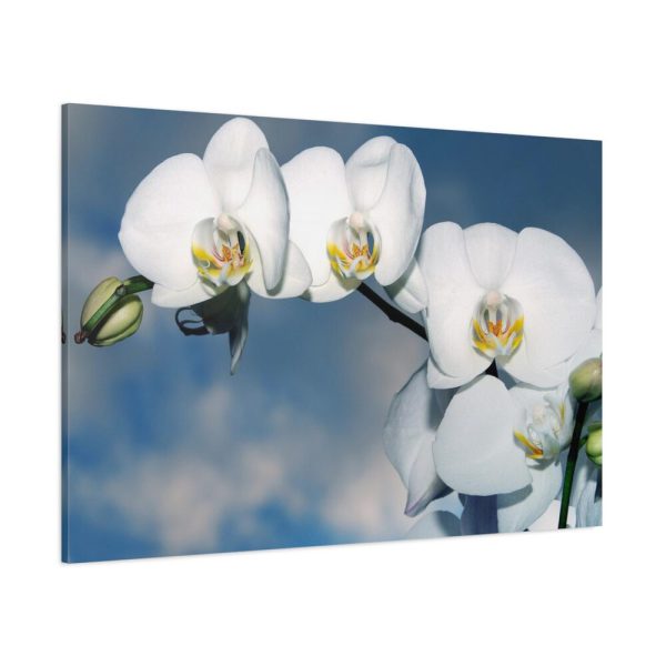 White Flower Standard Canvas