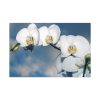 White Flower Standard Canvas