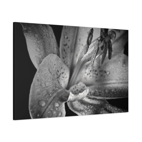 Black and White  Standard Canvas